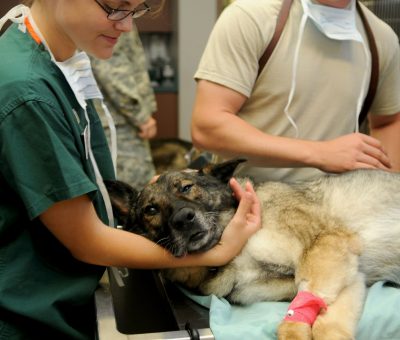 Simple Ways To Increase The Safety In Your Pet Hospital, Clinic Or Practice